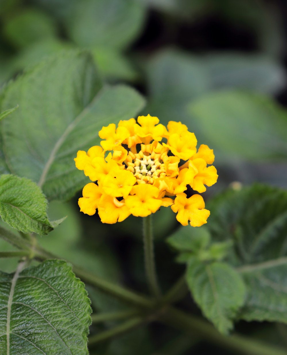 a yellow flower with green leaves in the background