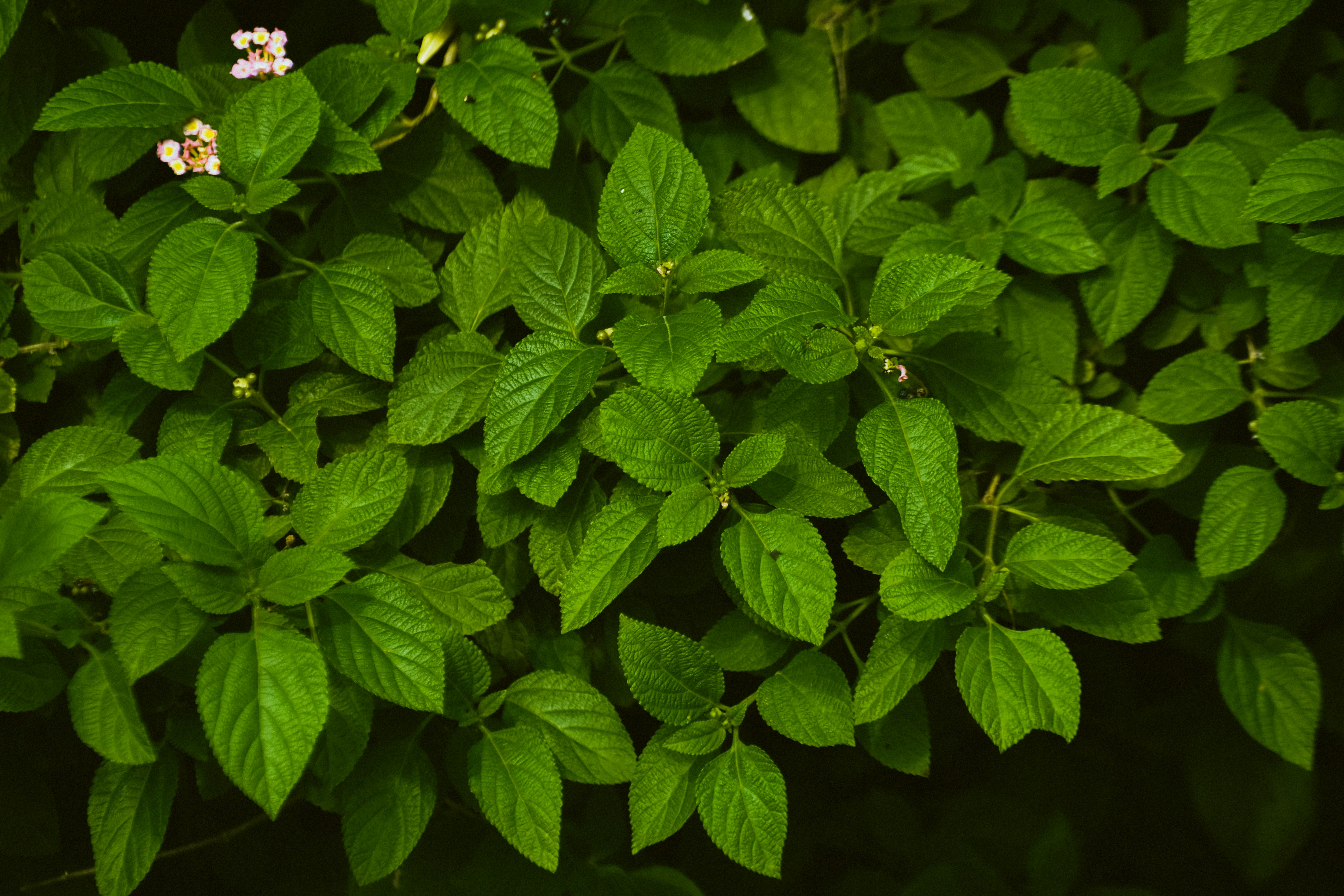 Photo by navi_photography