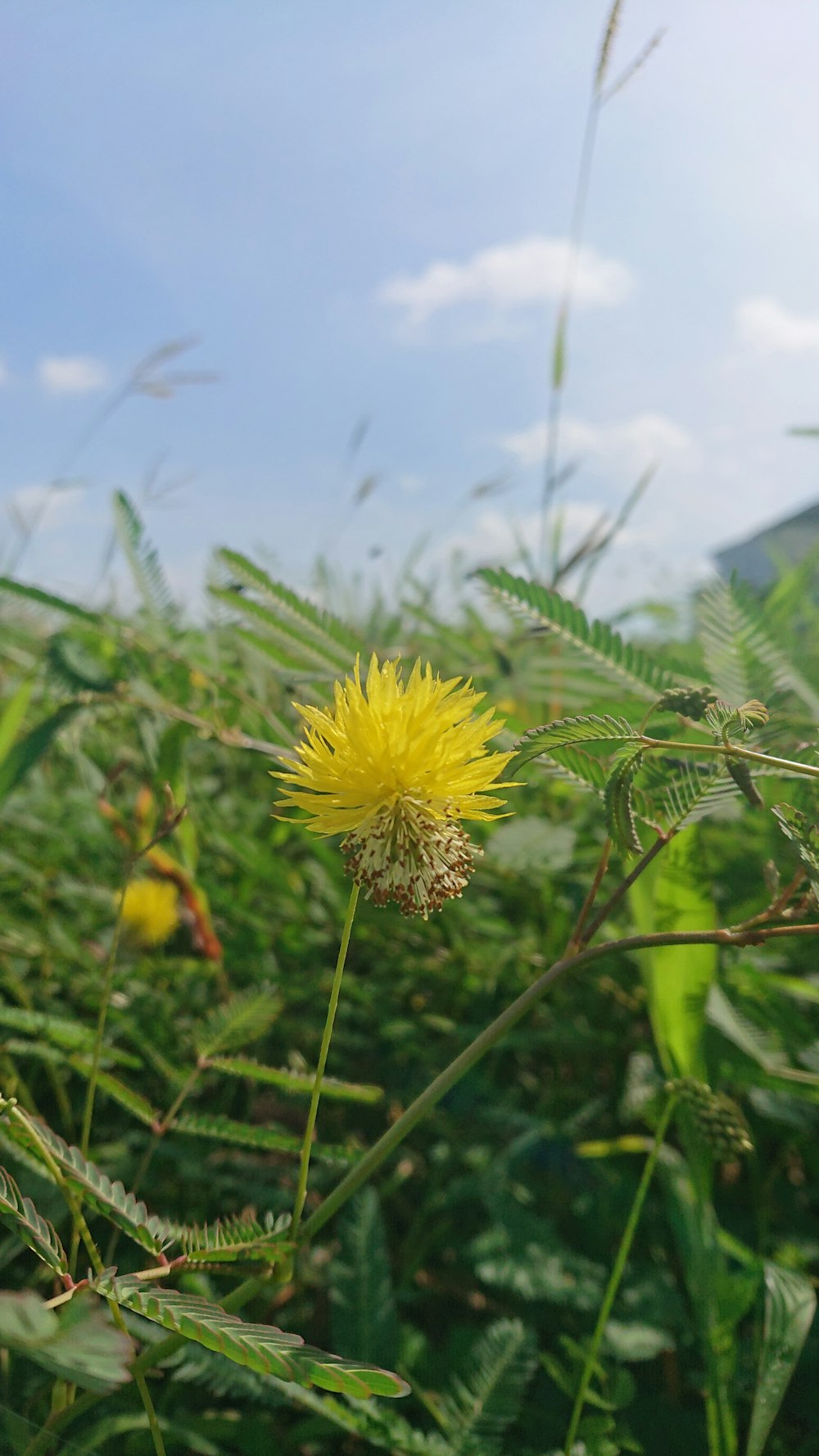 Una flor amarilla en un campo de hierba alta