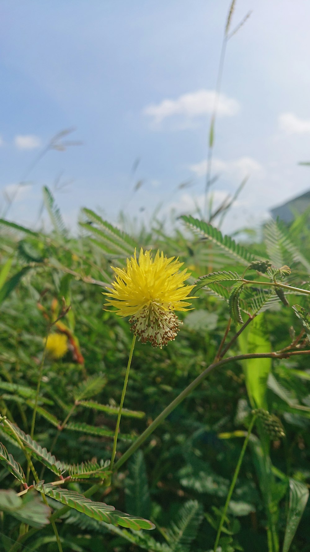 a yellow flower in a field of tall grass