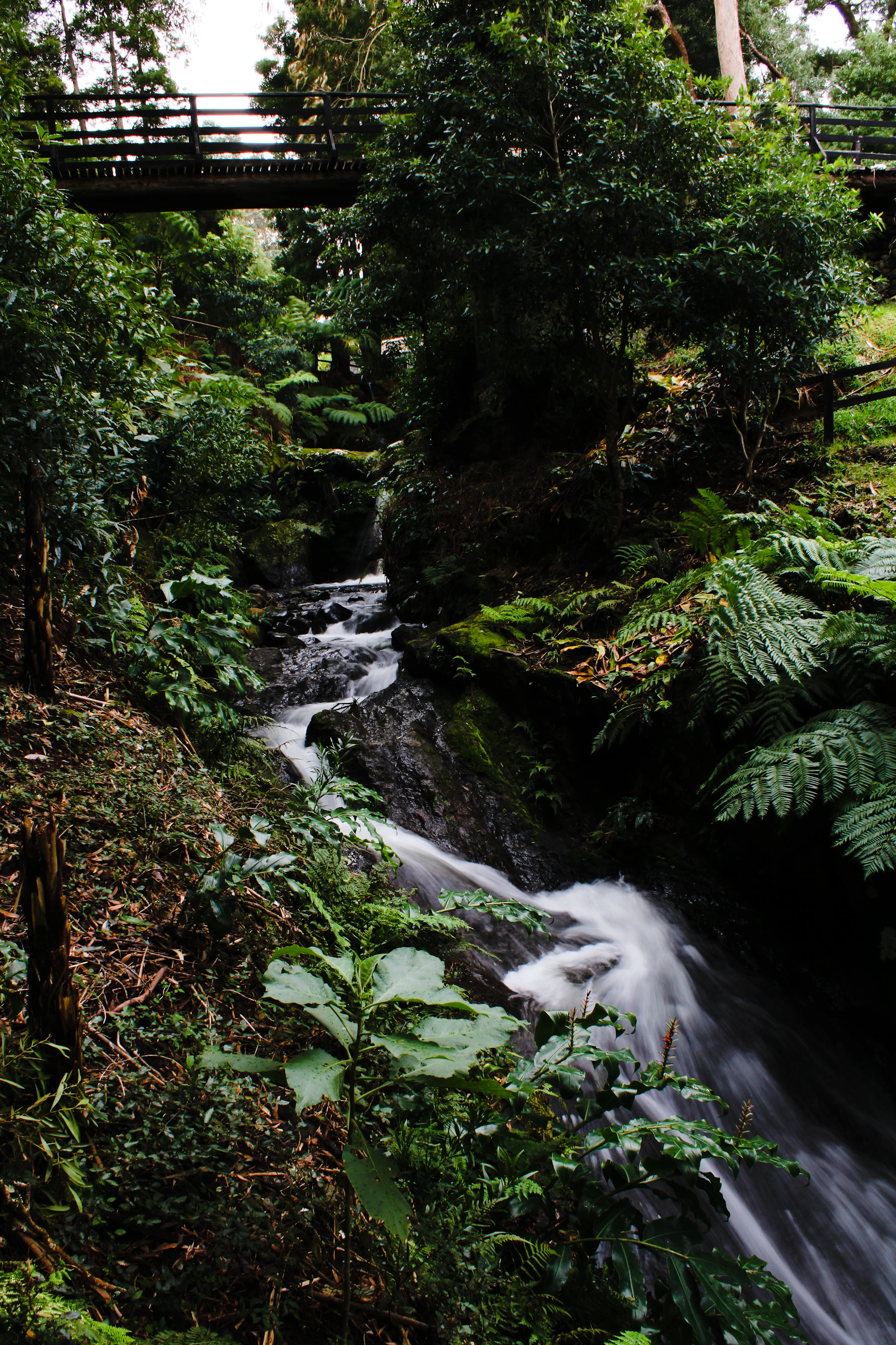 a stream running through a lush green forest
