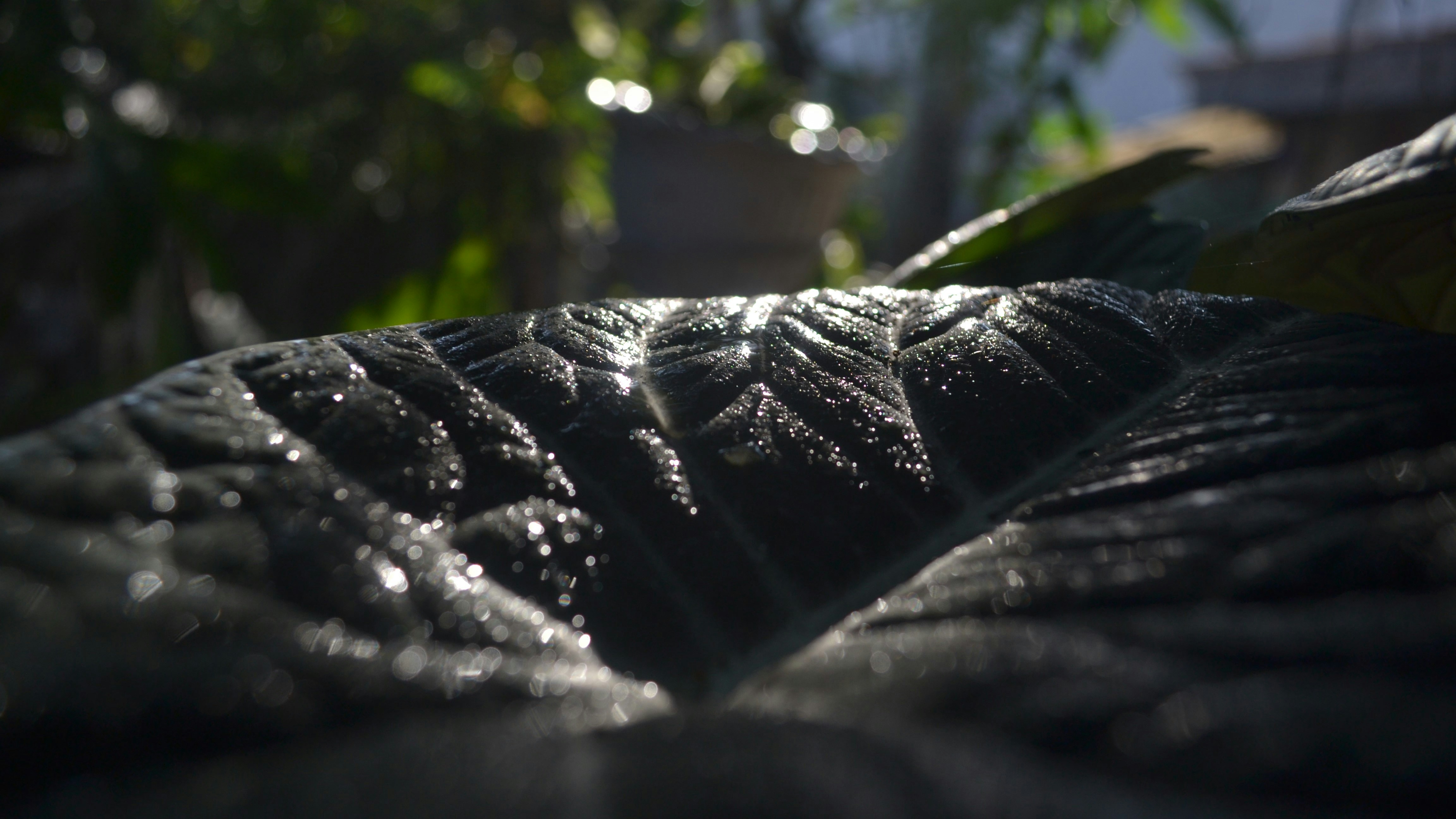 a close up of a leaf with water droplets on it