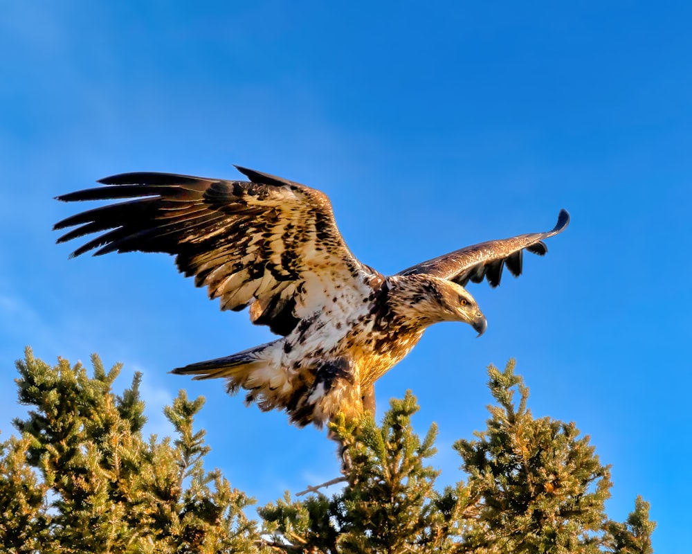 a large bird flying over a tree filled forest