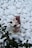 A dessert is placed in a small glass surrounded by smooth white pebbles. The dessert features layers of cream and chocolate, topped with whipped cream, chocolate chips, coffee beans, and a piece of chocolate. A green leafy branch is visible on the left side of the image.