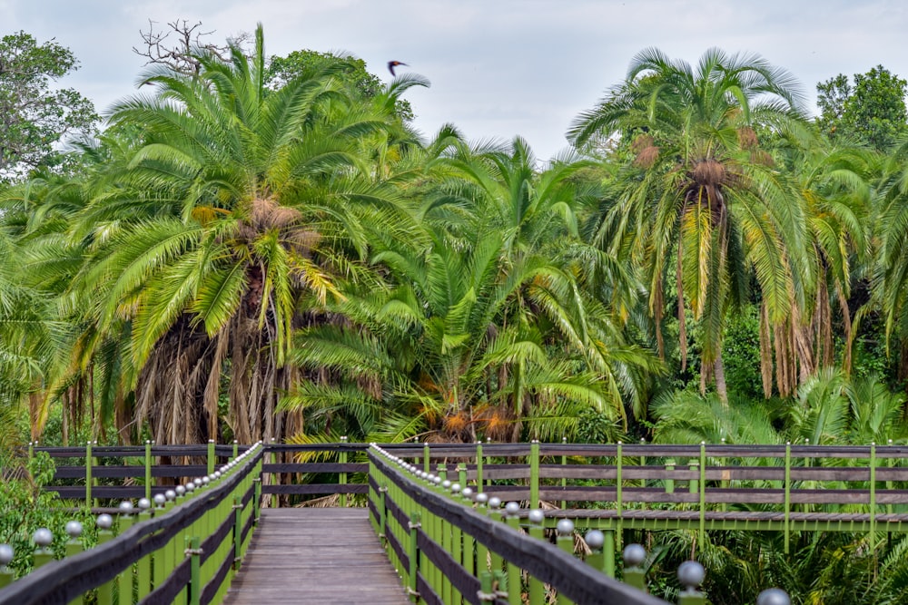 a wooden bridge surrounded by lots of palm trees
