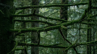 a forest filled with lots of green trees