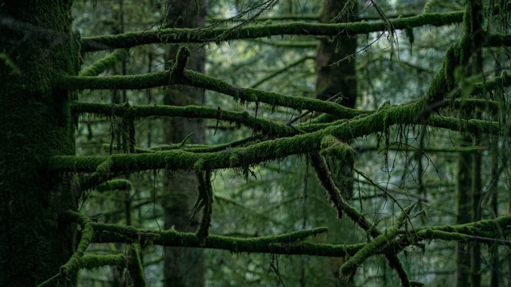 a forest filled with lots of green trees