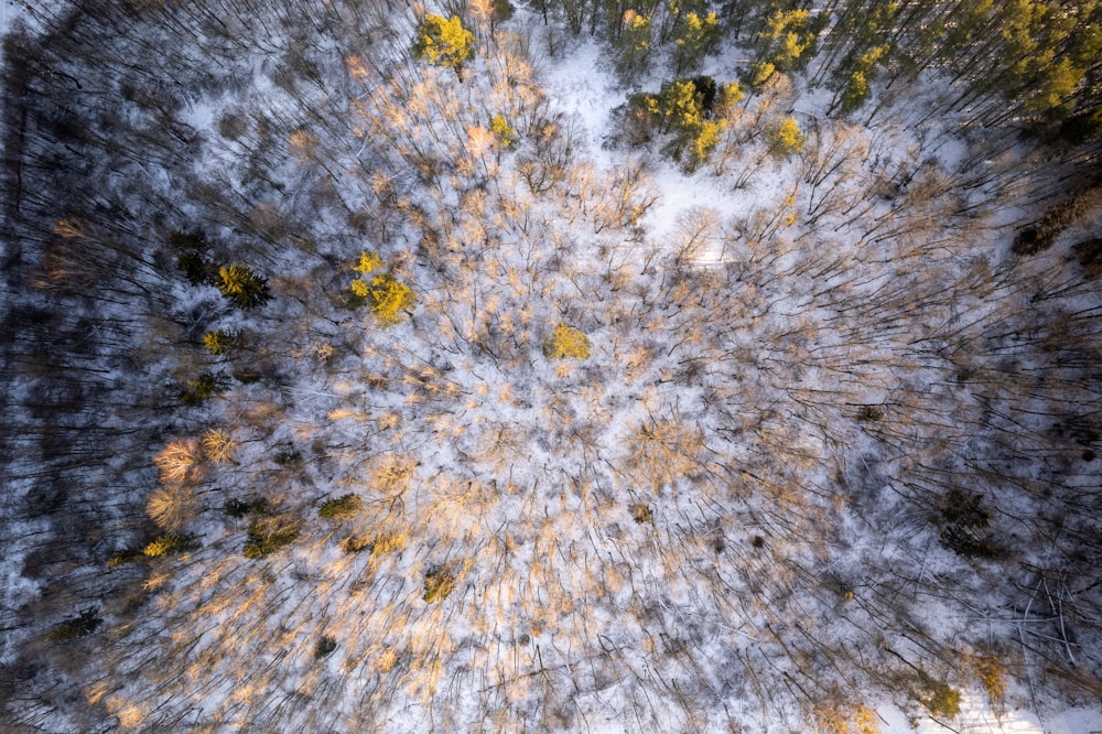 an aerial view of a snow covered forest