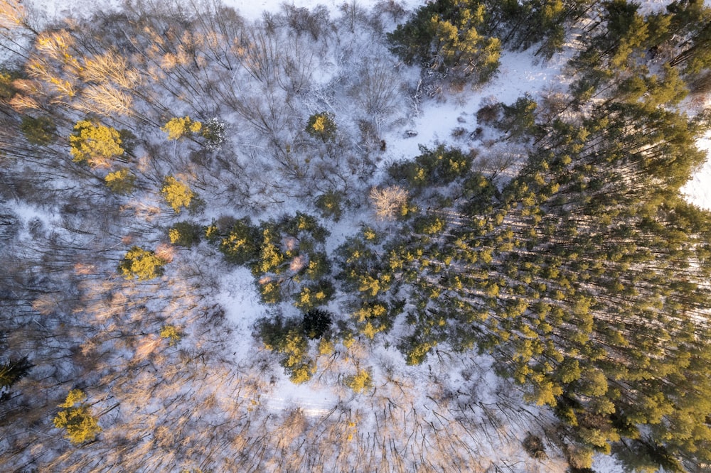 an aerial view of a snow covered forest