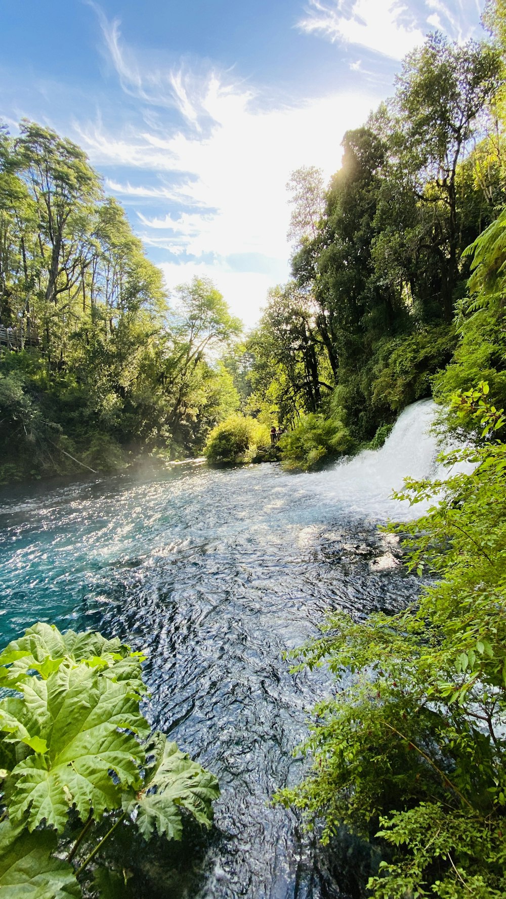 a river running through a lush green forest