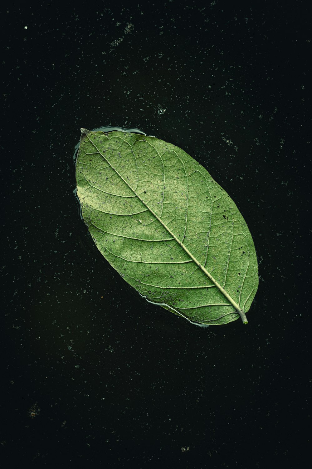 a green leaf laying on top of a black surface