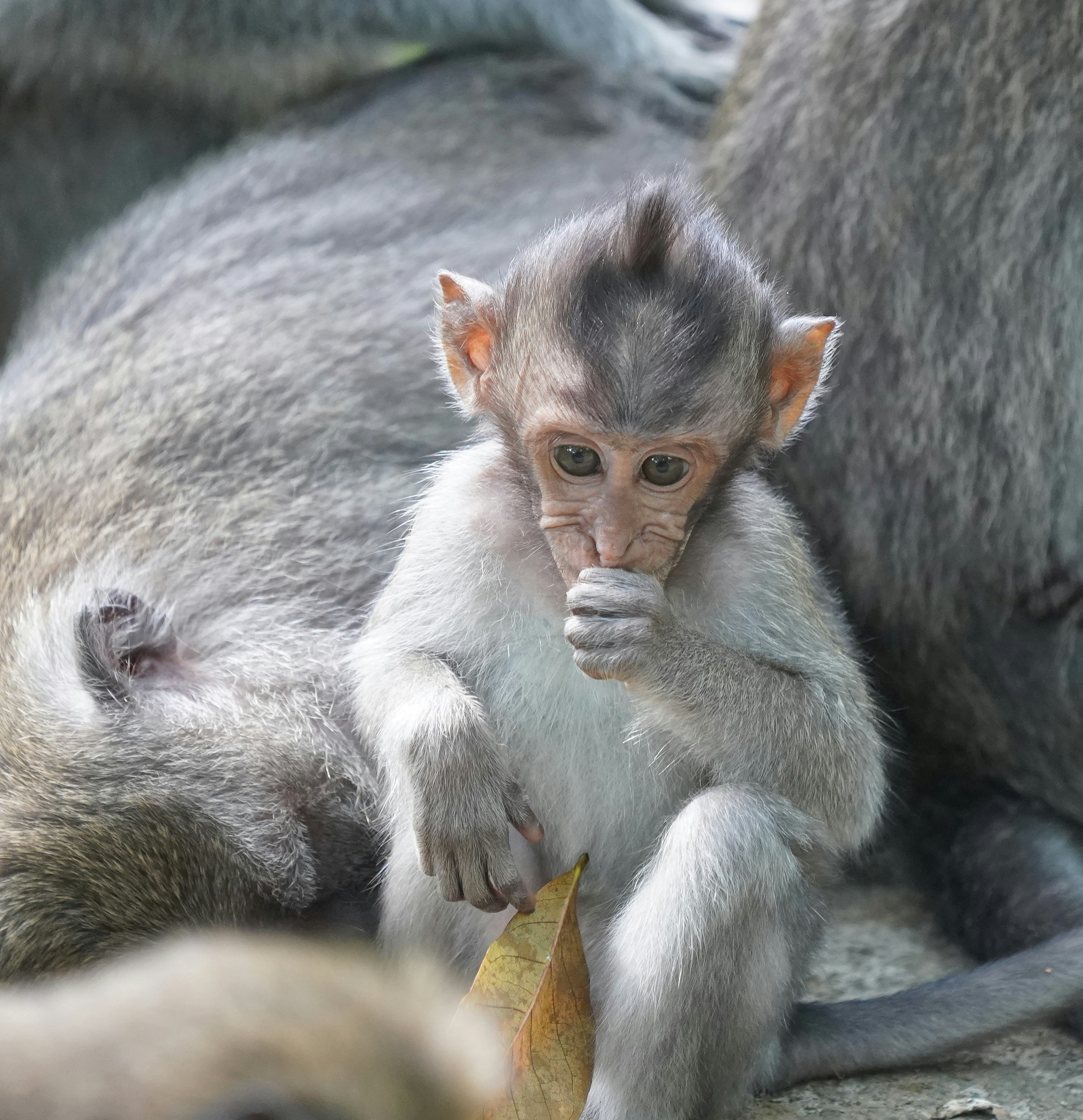 灰色の猿の写真 – Unsplashの動物の無料画像