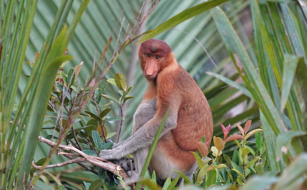 a brown and white monkey sitting on top of a tree