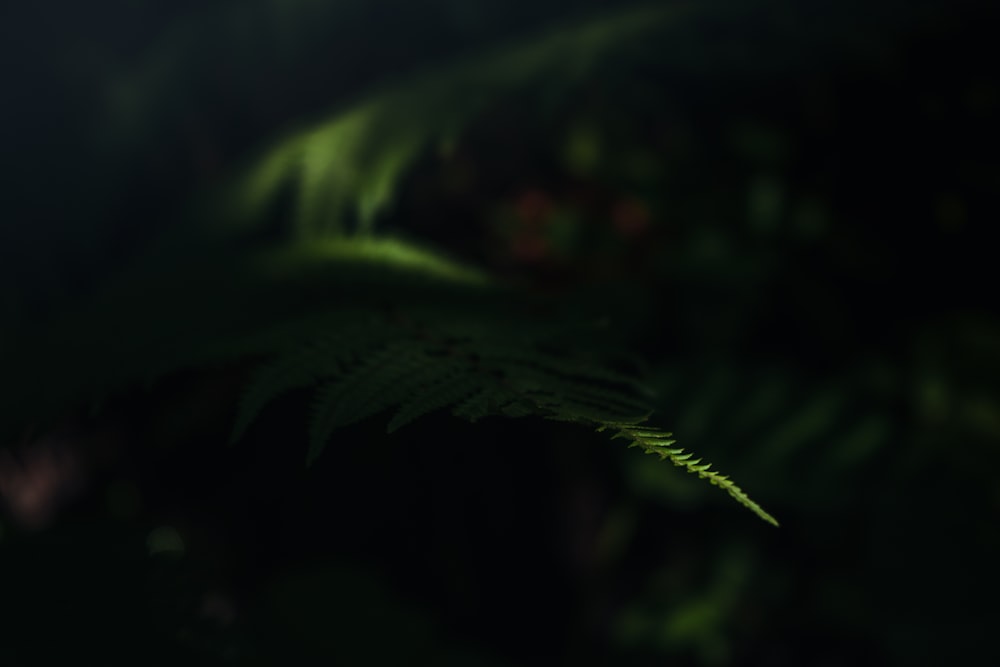 a blurry photo of a green plant in the dark