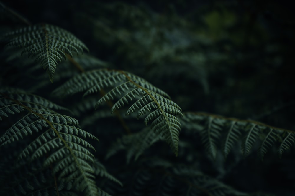 a close up of a fern leaf in the dark
