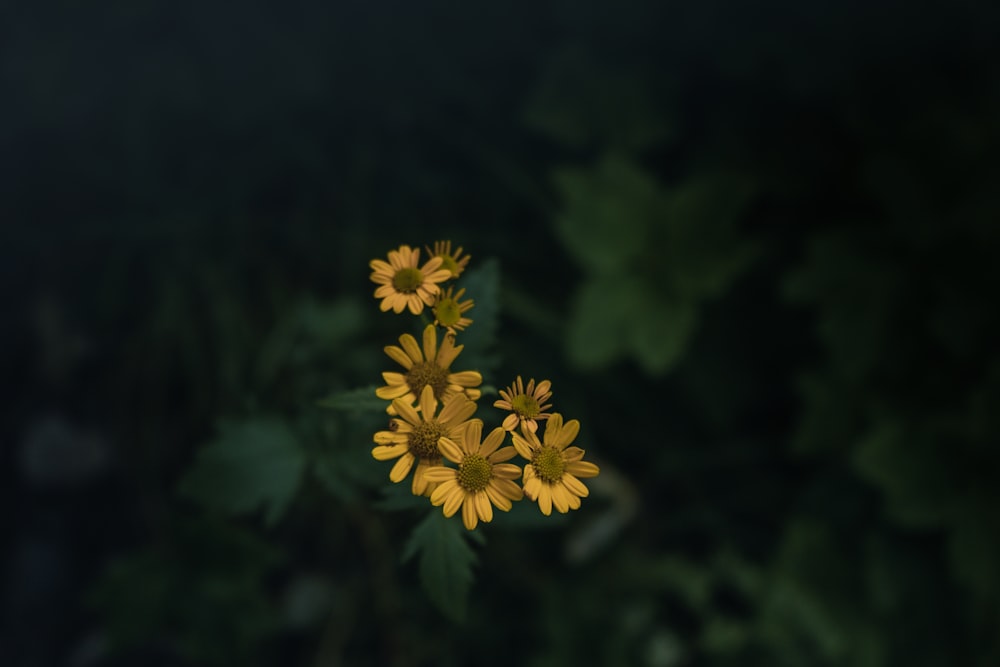 무성한 녹색 들판 위에 앉아있는 노란 꽃 무리