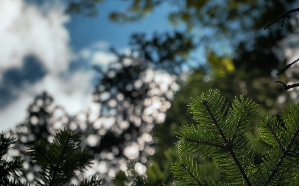 a close up of a pine tree with clouds in the background