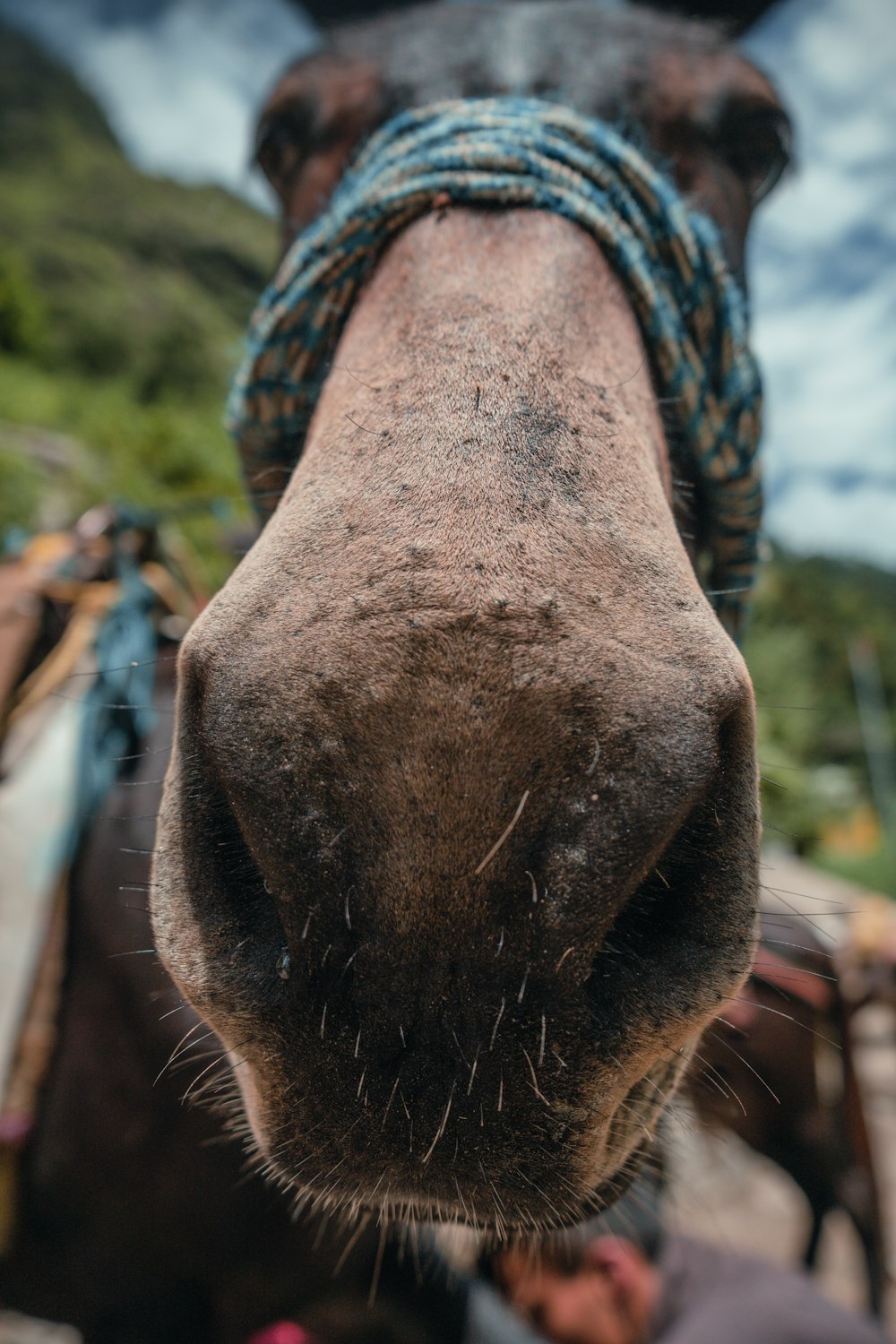 a close up of a horse's nose with a rope around it's