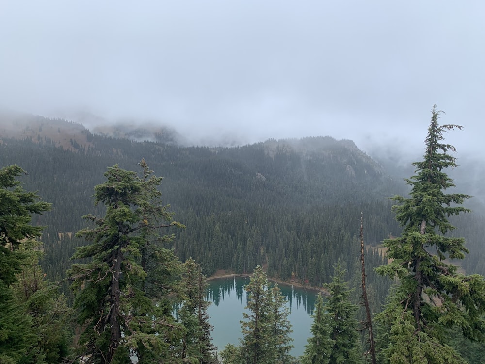 a lake surrounded by trees in the middle of a forest