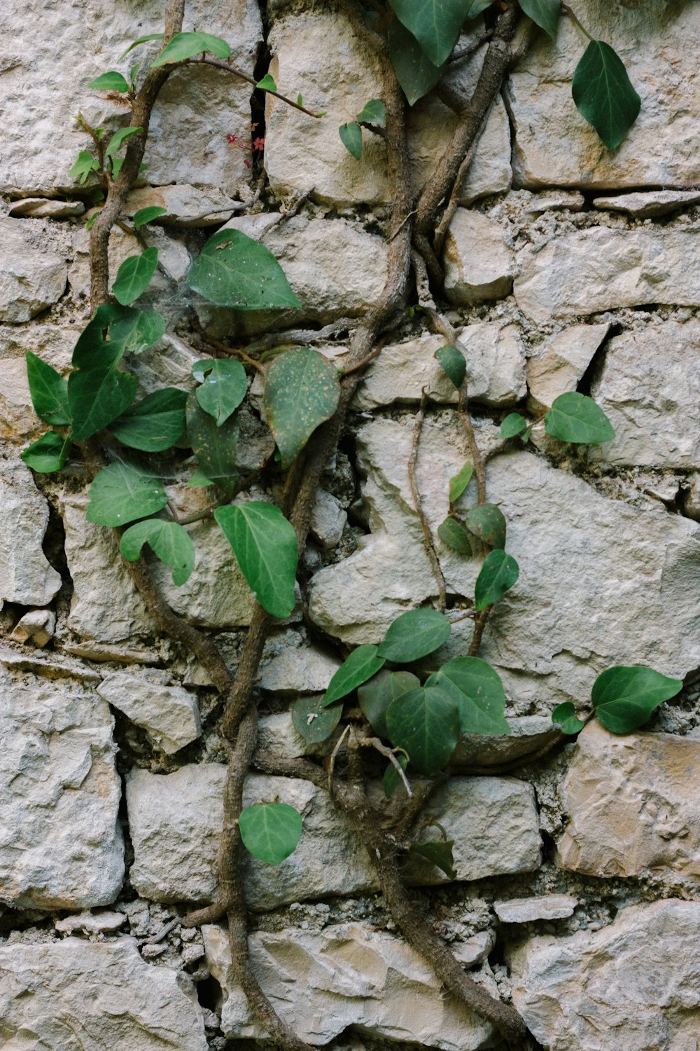 a plant growing out of a crack in a stone wall