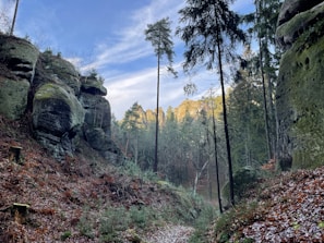 a dirt path in the middle of a forest