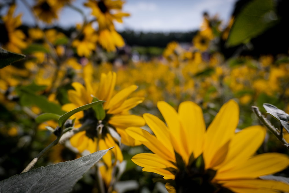 a field full of yellow sunflowers under a blue sky