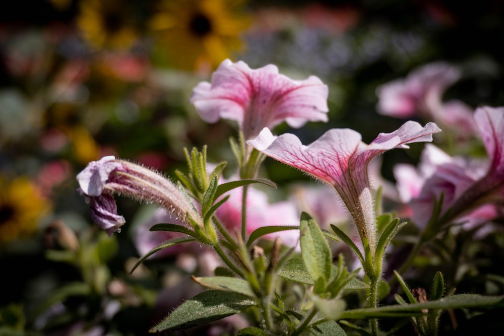 a group of pink flowers in a garden