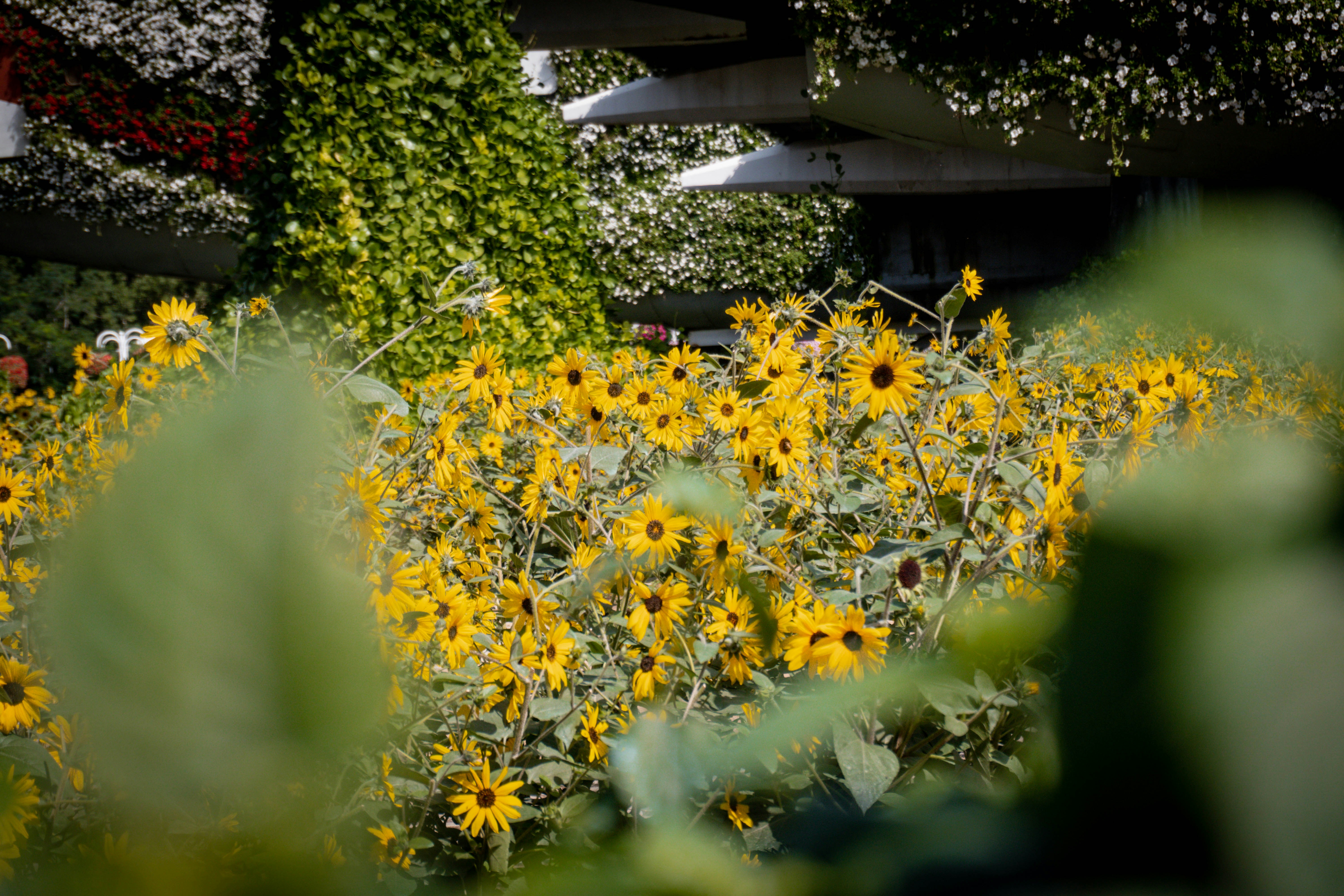 A field of sunflowers in front of a building photo Free Miracle