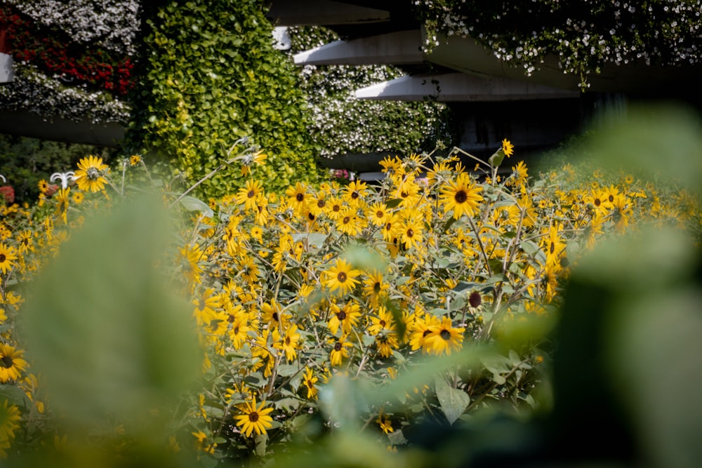 a field of sunflowers in front of a building