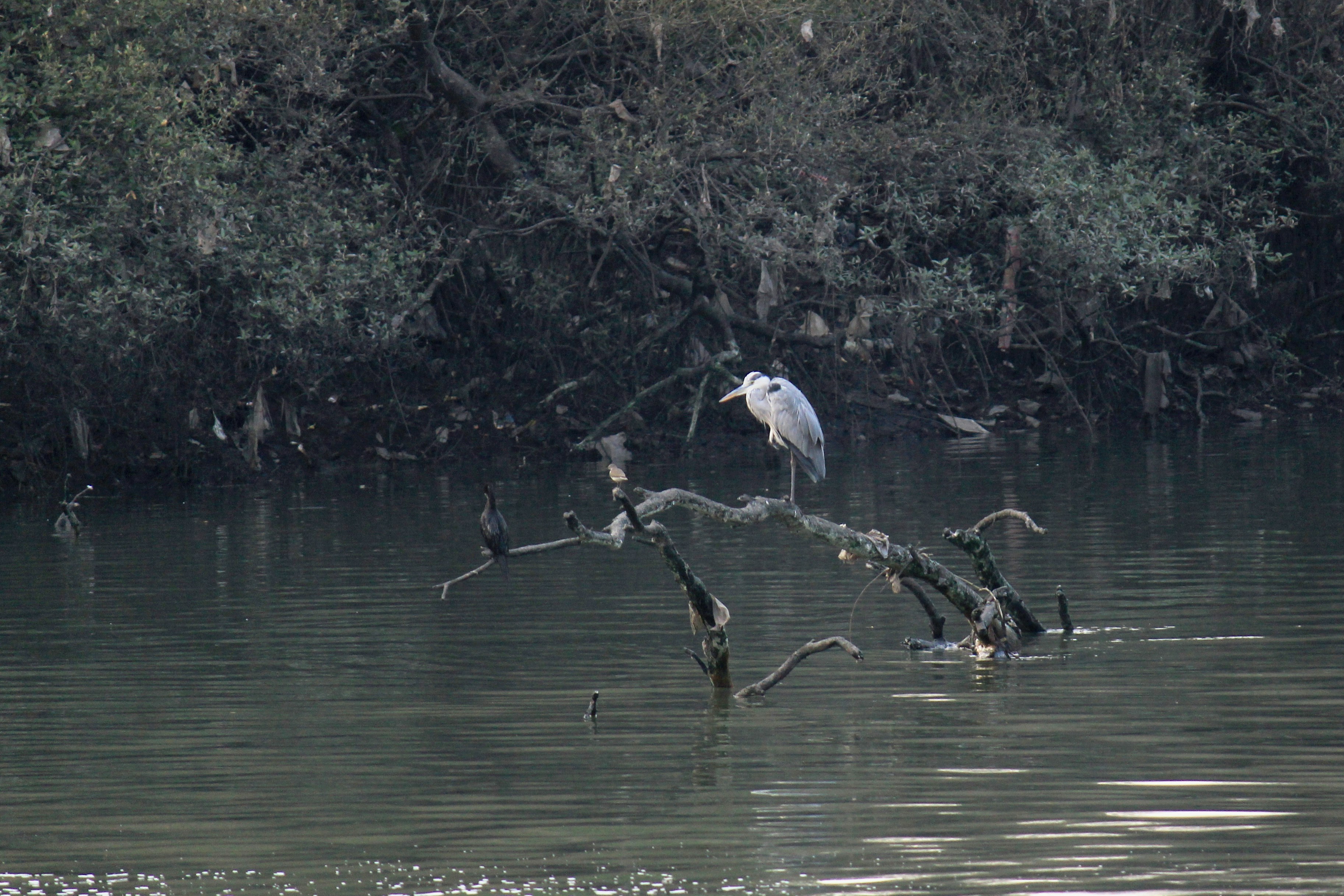 Photo by solegaonkar