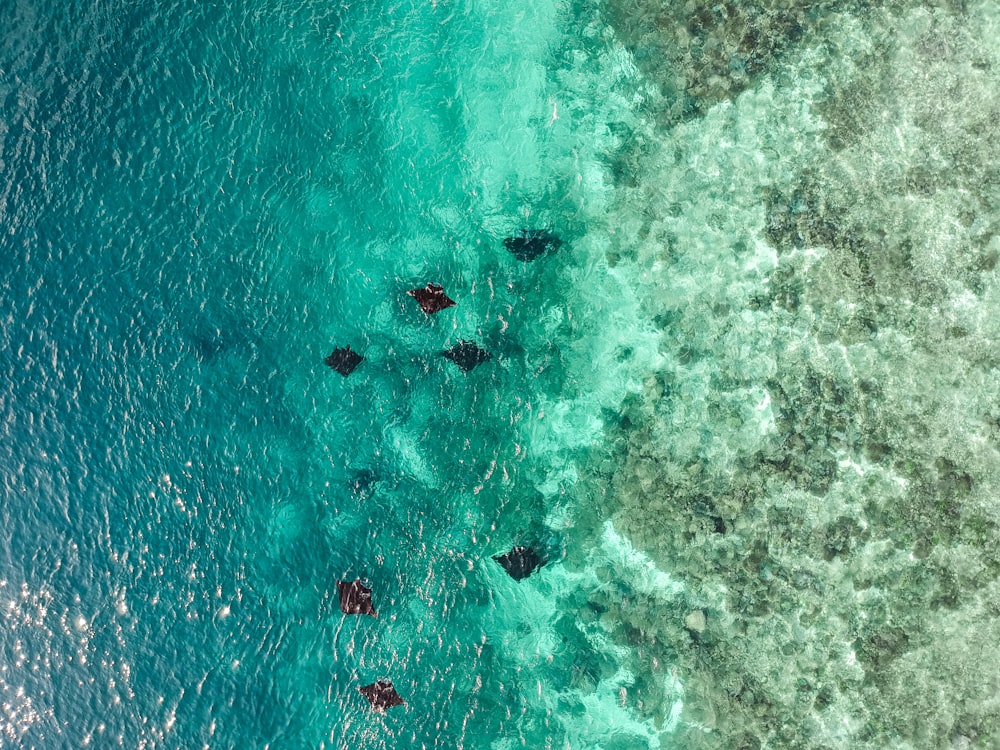 a group of people swimming in the ocean