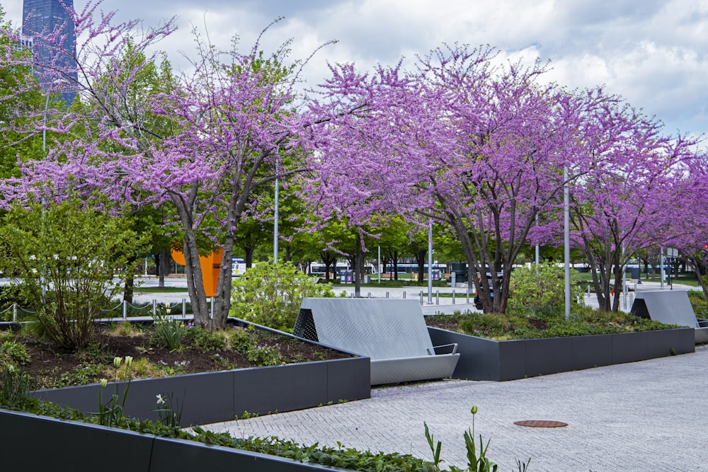 a bunch of trees that are in a park