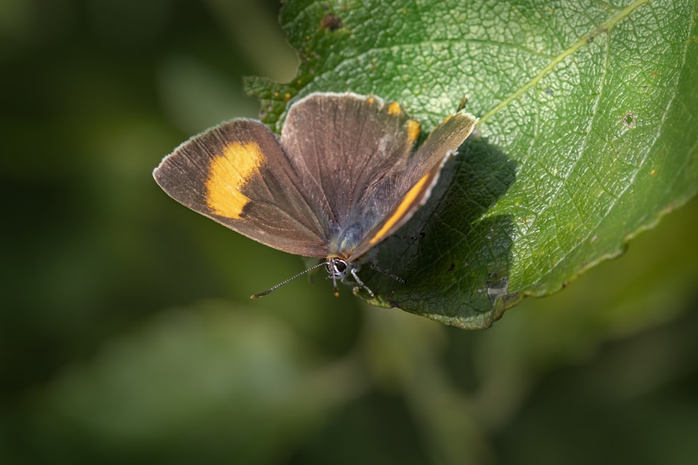 a brown and yellow butterfly sitting on a green leaf