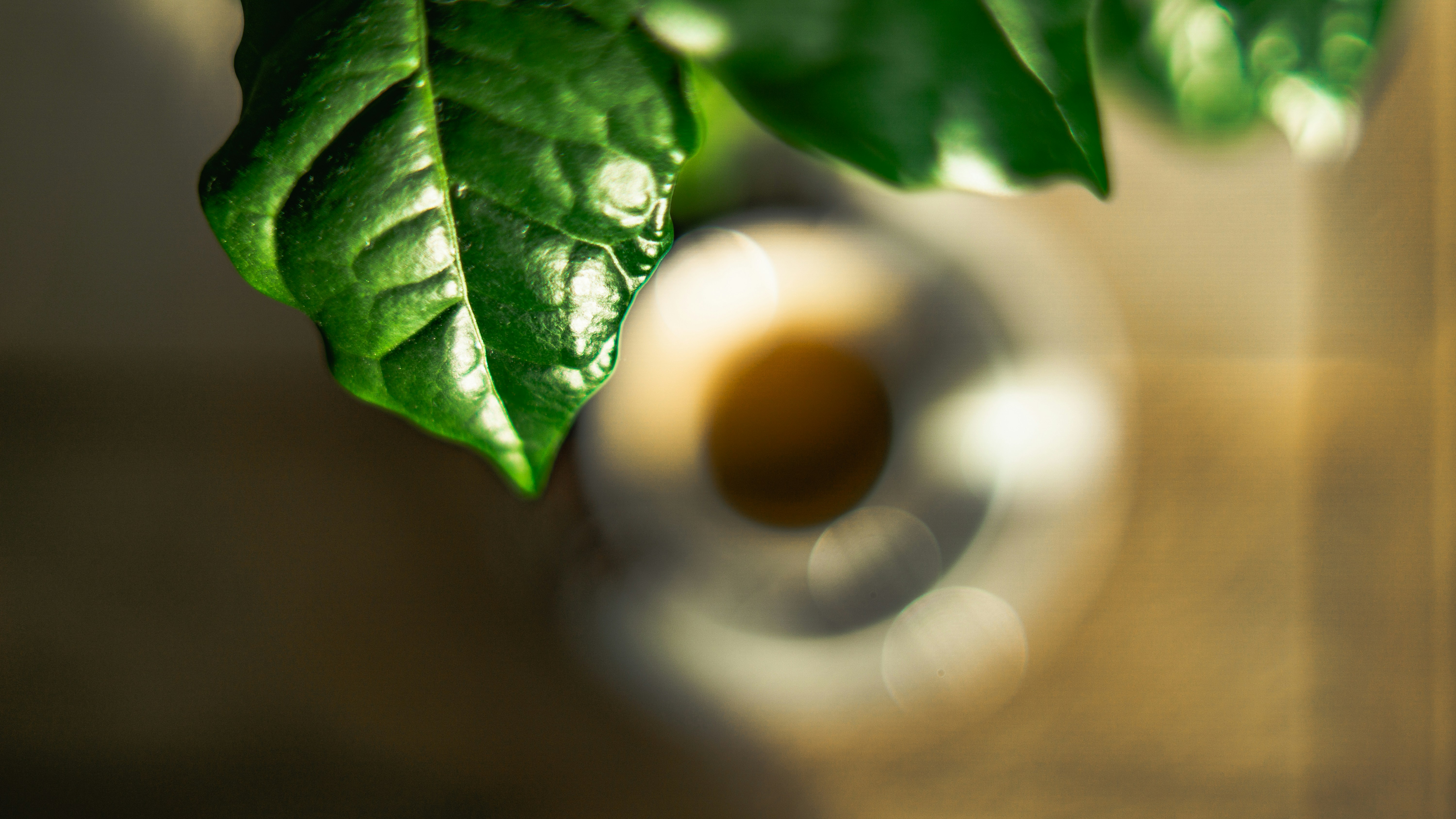 A close up of a green plant in a vase photo – Free Coffee Image on Unsplash