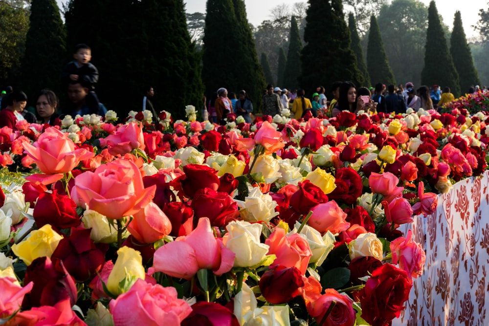 un mazzo di fiori che sono nell'erba