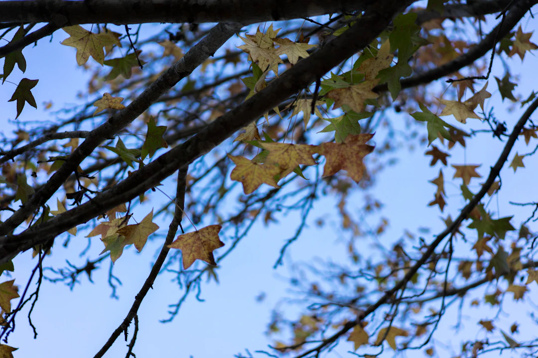 6-Day Luxury Travel Itinerary for Pyin Oo Lwin, Myanmar