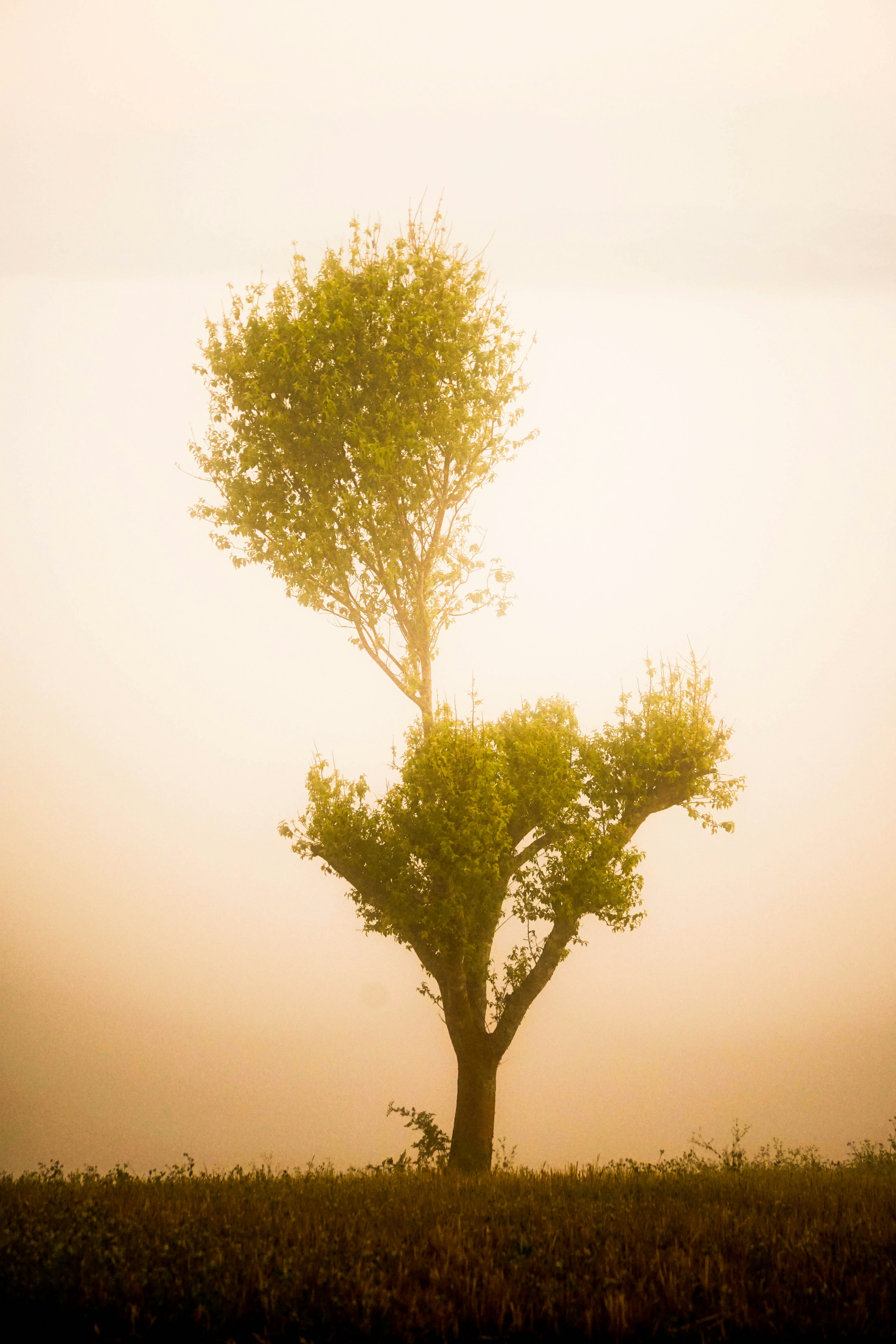 霧の野原の真ん中にある孤独な木
