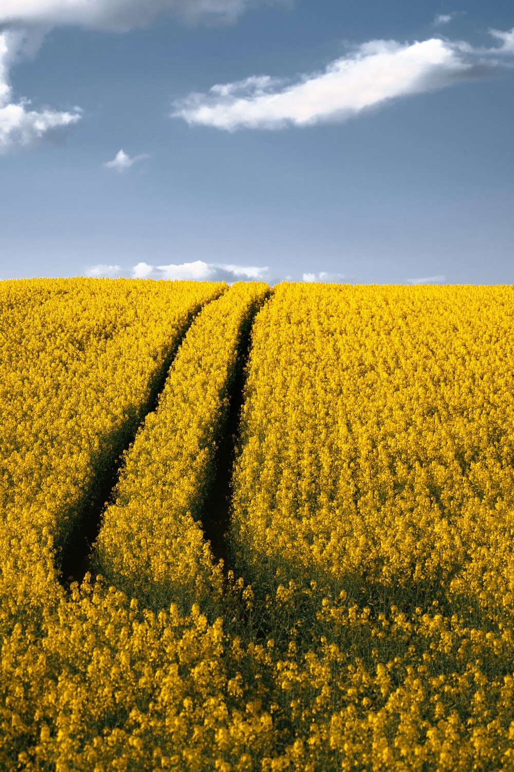 a large field of yellow flowers under a blue sky