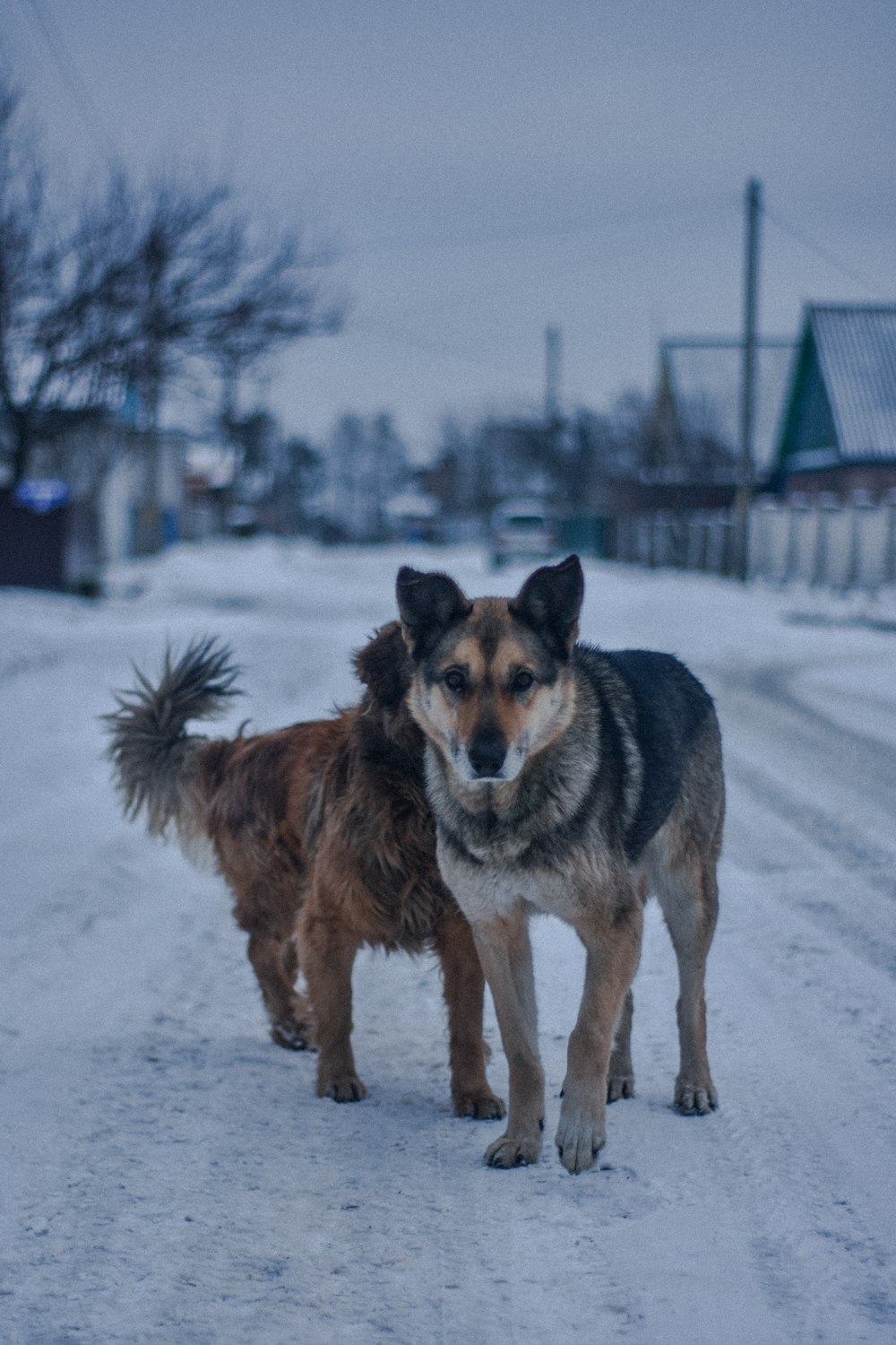 a couple of dogs standing on top of a snow covered road