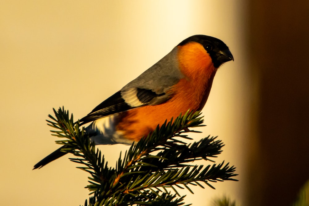 a bird perched on top of a pine tree