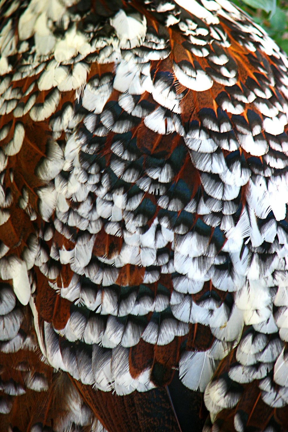 a close up of a bird with feathers on it's back