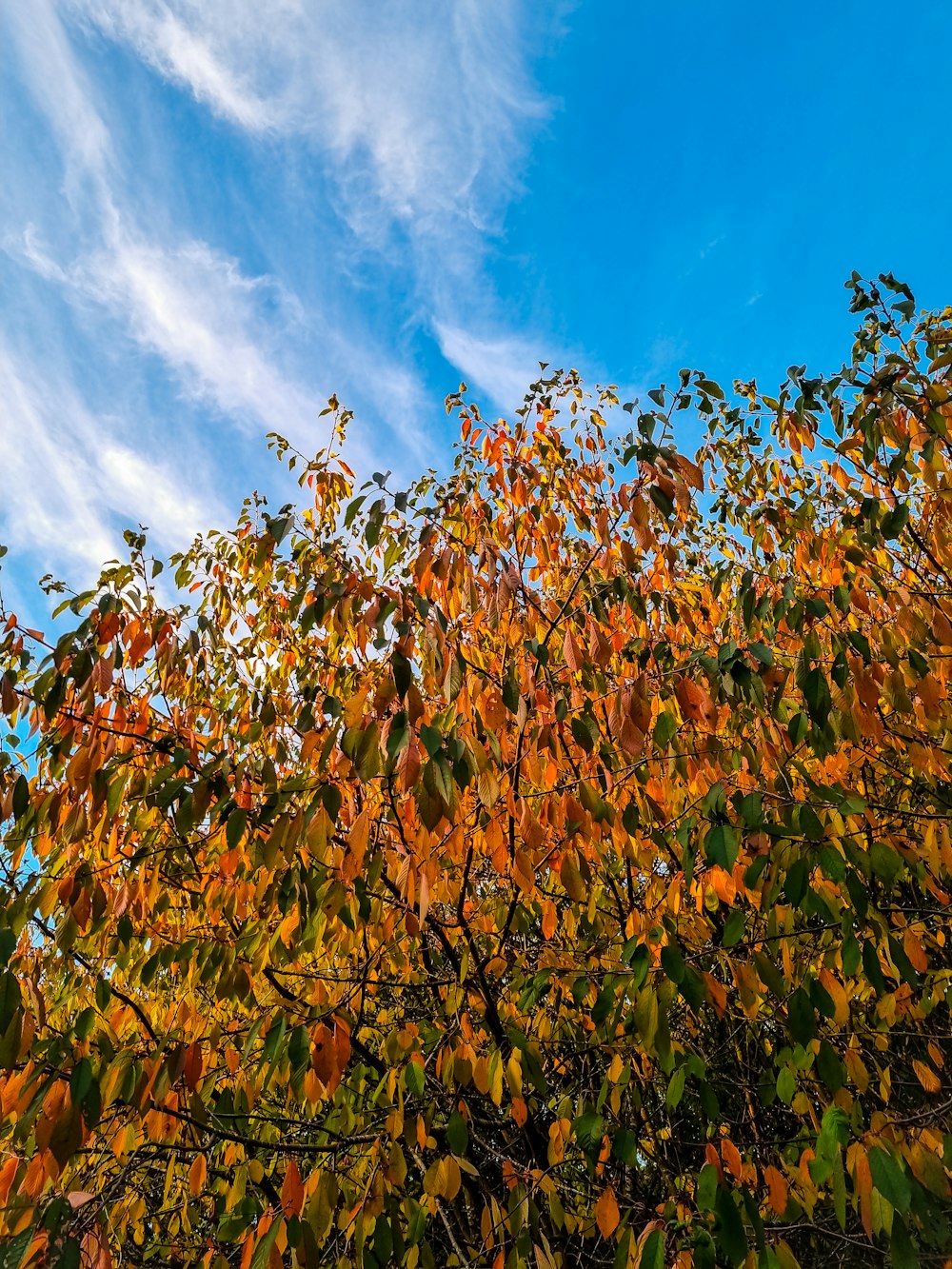 a tree with orange leaves and blue sky in the background