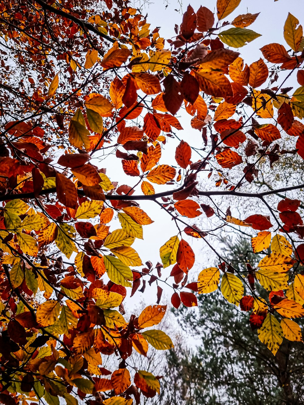 a tree with lots of leaves on it