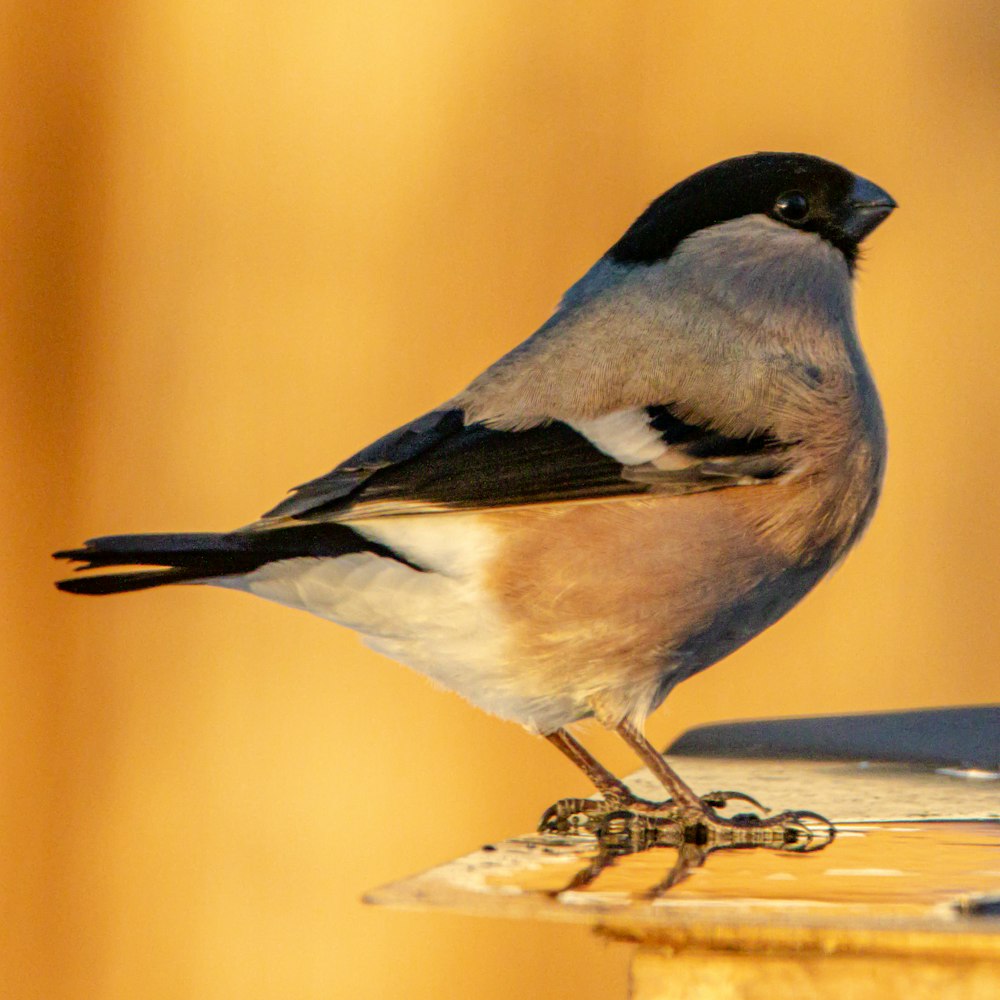 a bird sitting on top of a bird feeder