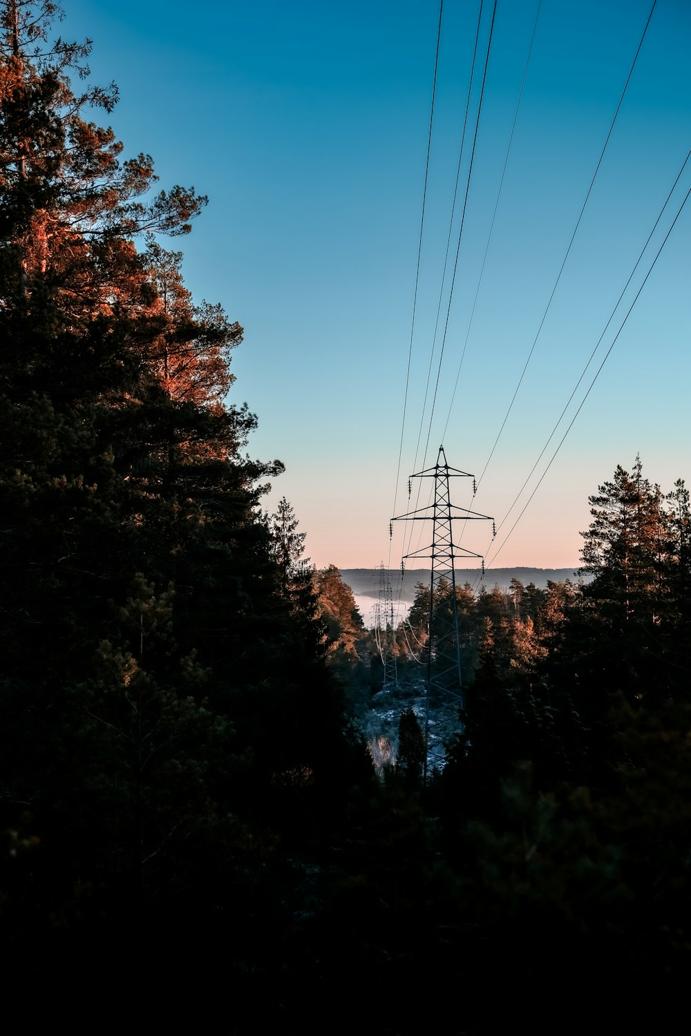 a view of a forest with power lines above it
