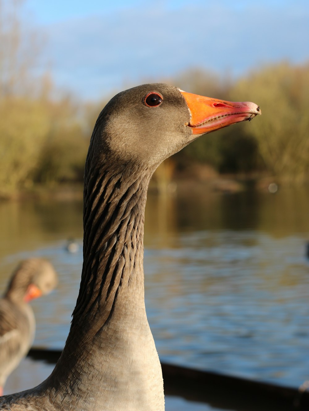 a close up of a duck near a body of water