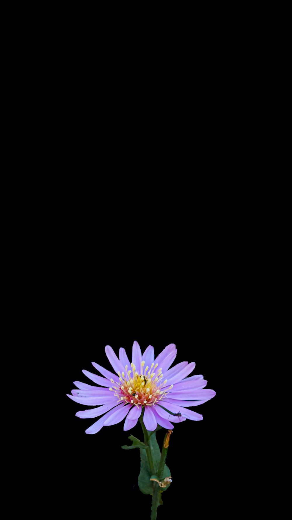 a purple flower with a yellow center on a black background