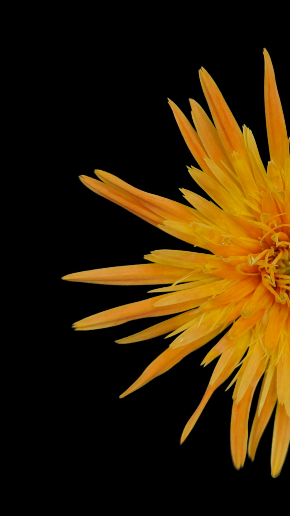 a close up of a yellow flower on a black background