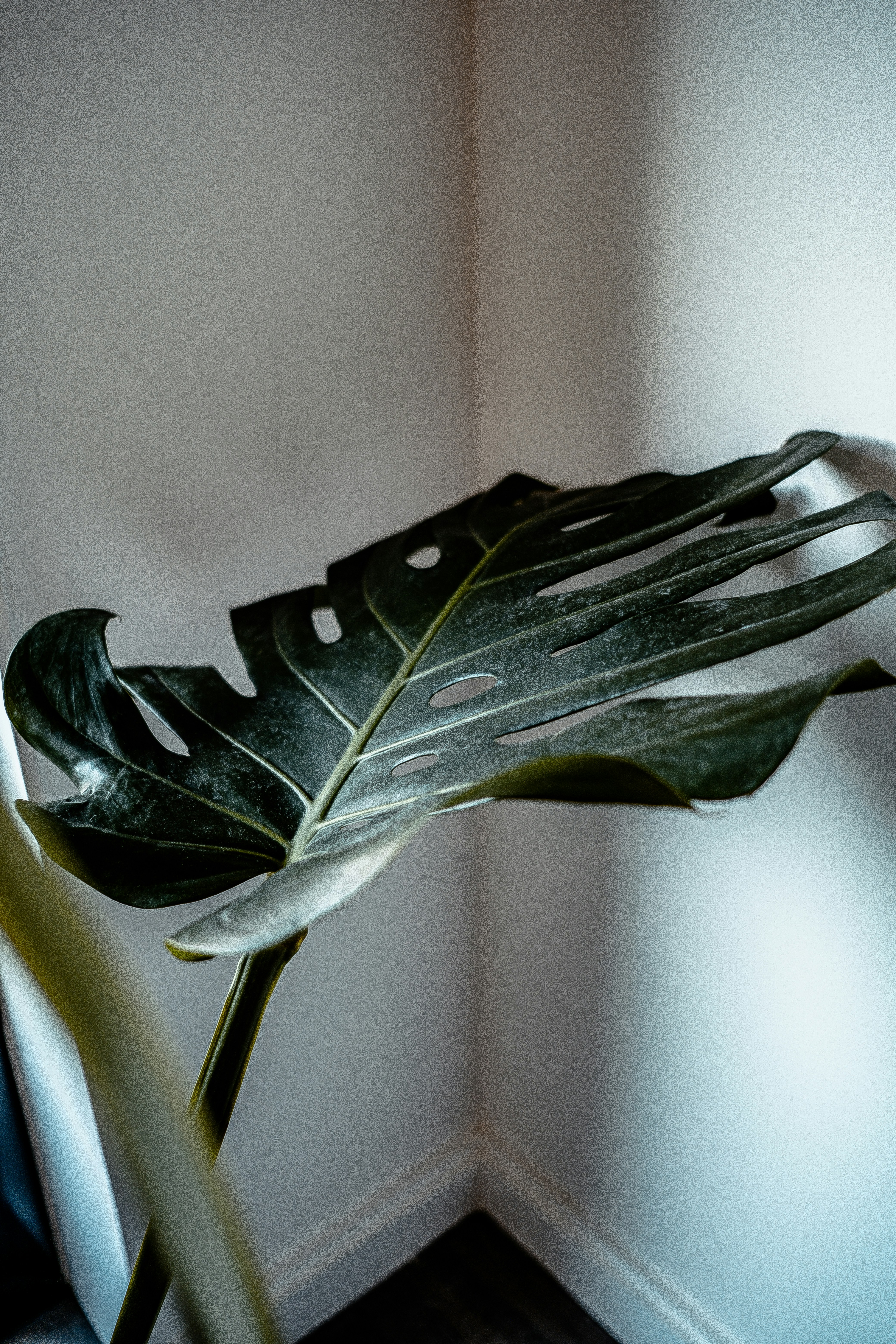 a large green leaf sitting on top of a white chair