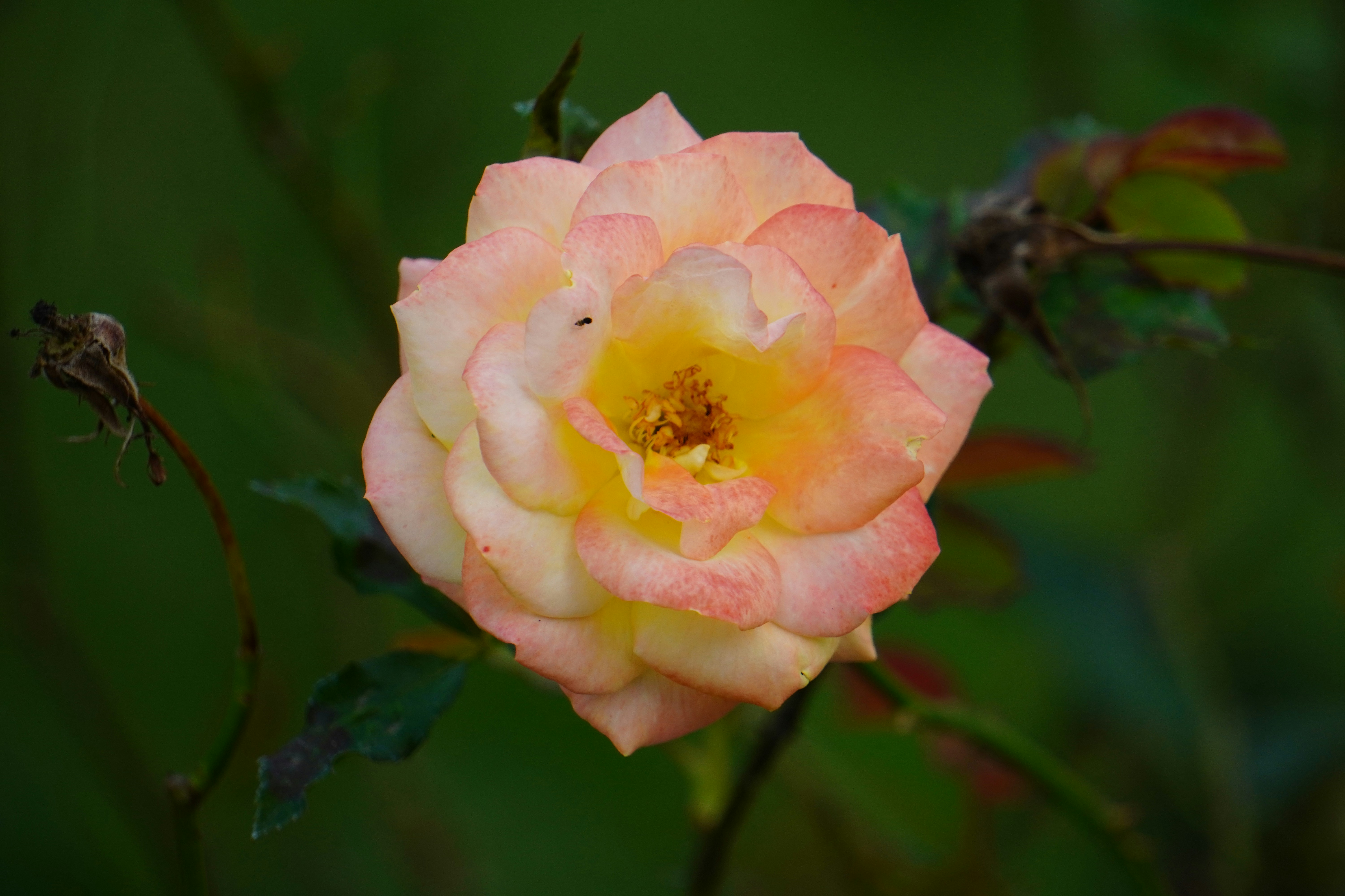 Photo by abdulkayum97